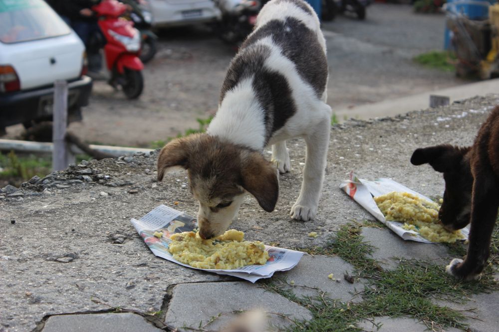 Dogs being provided food in Nepal